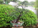 Singapore bonsai