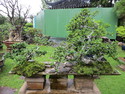 Singapore bonsai