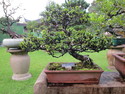 Singapore bonsai
