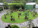 Singapore bonsai