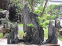 Singapore bonsai