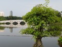 Singapore bonsai