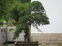 Singapore bonsai