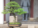 Singapore bonsai