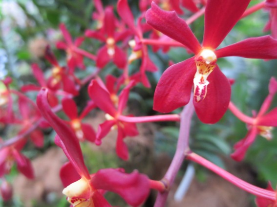Red orchids from the Singapore Botanical Gardens