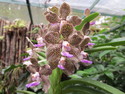 Singapore orchid