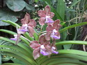 Singapore orchid