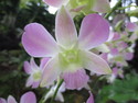 Singapore orchid