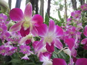 Singapore orchid