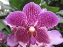 Singapore orchid