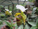 Singapore orchid