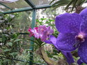 Singapore orchid