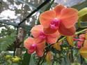 Singapore orchid