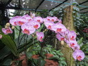Singapore orchid