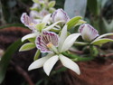 Singapore orchid