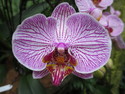 Singapore orchid