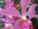 Singapore orchid