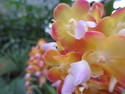 Singapore orchid