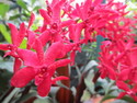 Singapore orchid