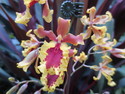 Singapore orchid