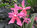 Singapore orchid