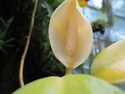 Singapore orchid