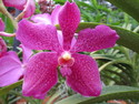 Singapore orchid