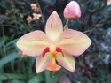 Singapore orchid