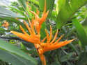 Singapore zingiberales