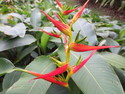 Singapore zingiberales