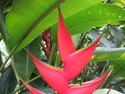 Singapore zingiberales