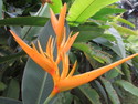Singapore zingiberales