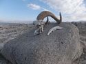 Skull at karakul