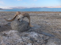Skull with both horns at karakul