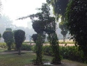 Soldier topiary