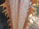 Spikey branch from tree I trimmed while landscaping