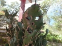 Spooky cactus