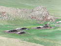 Stables around white lake