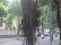 Strangler fig