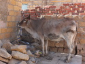 Street cow chewing on some cloth