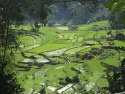 Tana toraja rice field clean