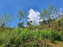 Ten-foot ganja plants
