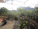 Thaos rooftop garden