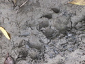Tiger prints