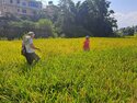 Tony and Avi wading through the rice