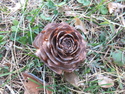 Top of a pine cone