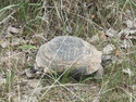 Tortoise
