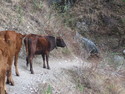 Traffic jam on tiger leaping gorge trek