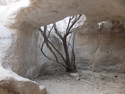 Tree in our cave