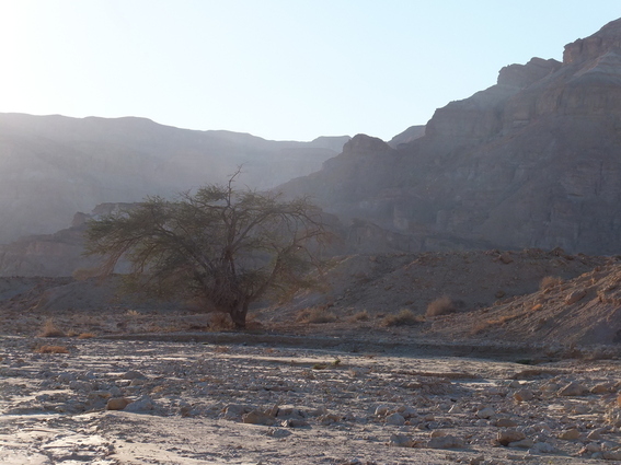 A tree in the desert